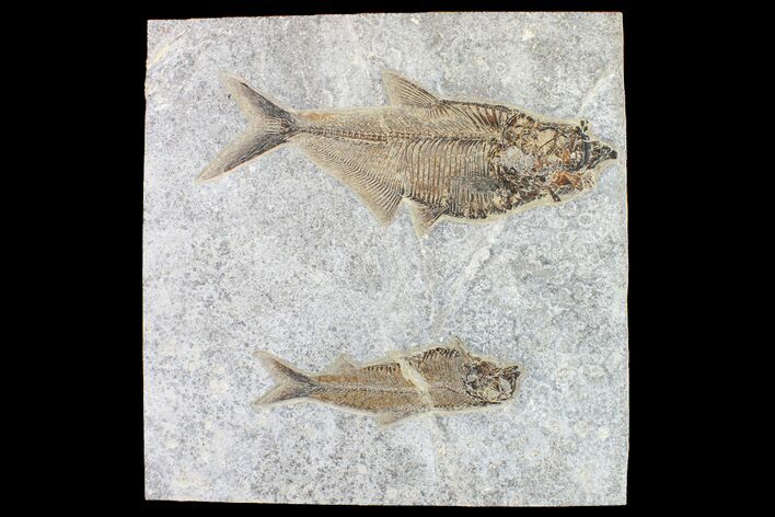 Fossil Fish (Diplomystus) With Large Knightia - Wyoming #163516